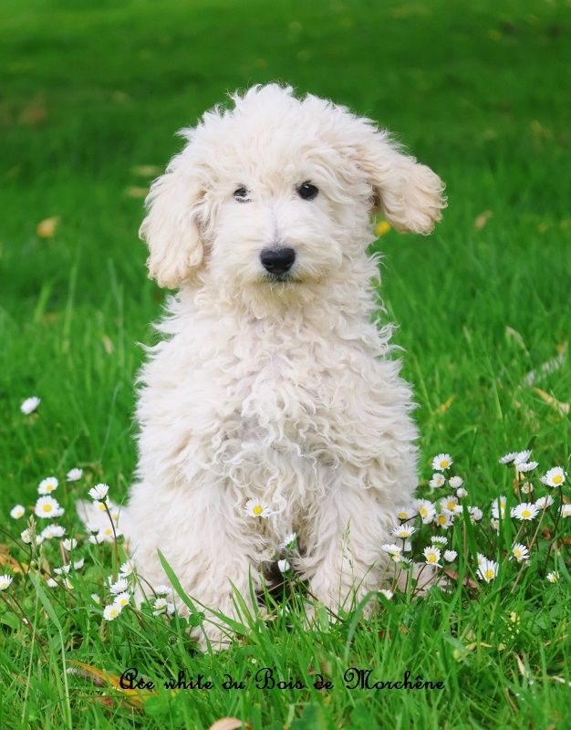 du bois de Morchène - Chiots disponibles - Caniche