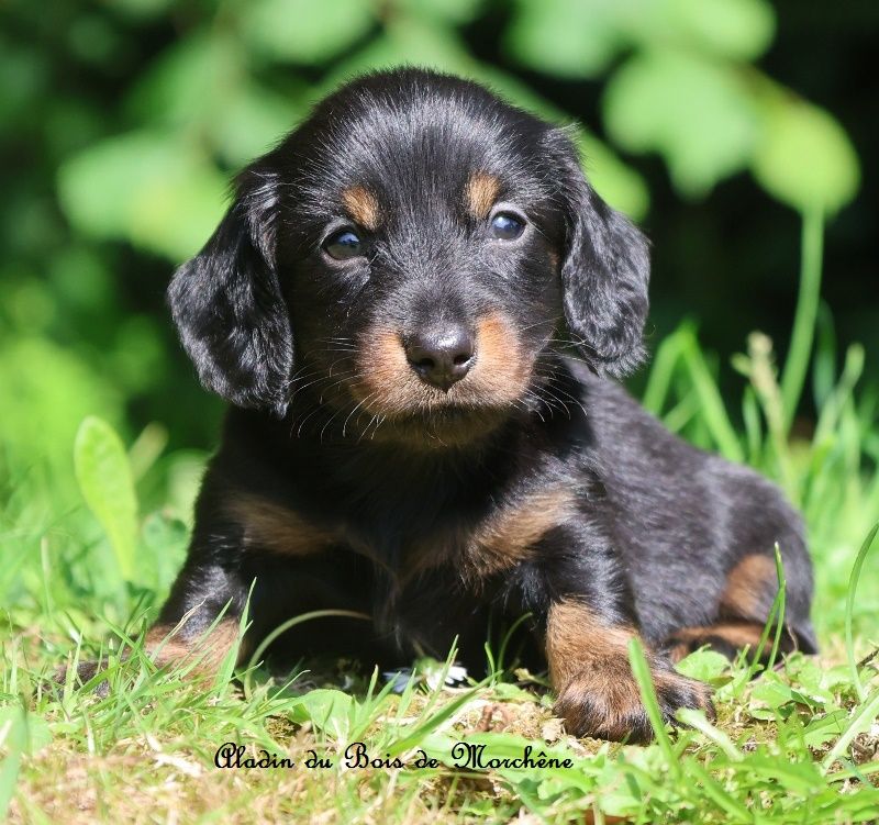 du bois de Morchène - Chiots disponibles - Teckel poil long