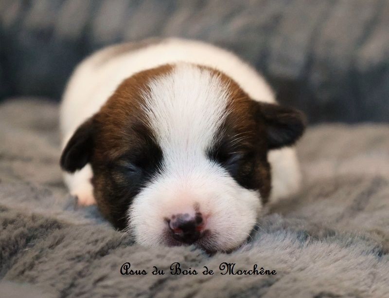 du bois de Morchène - Chiots disponibles - Jack Russell Terrier