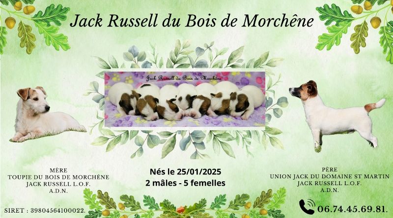 du bois de Morchène - Jack Russell Terrier - Portée née le 25/01/2025