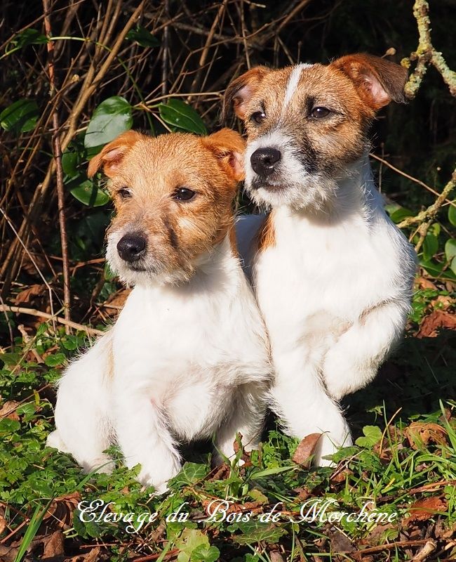 Chiot Jack Russell Terrier du bois de Morchène
