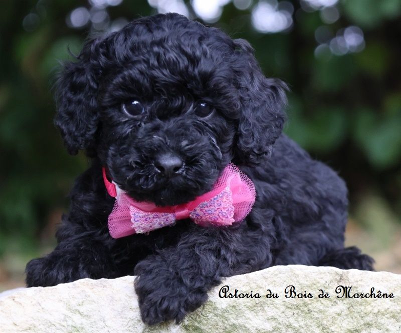 du bois de Morchène - Chiots disponibles - Caniche