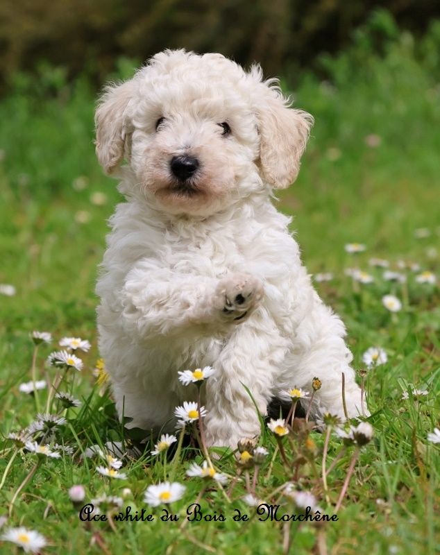 du bois de Morchène - Chiots disponibles - Caniche