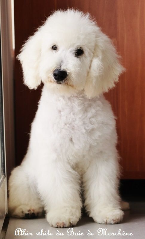 du bois de Morchène - Chiots disponibles - Caniche