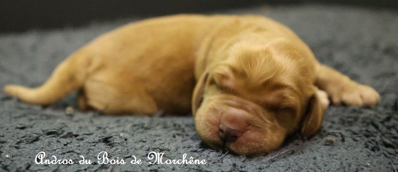 du bois de Morchène - Chiots disponibles - Cocker Spaniel Anglais