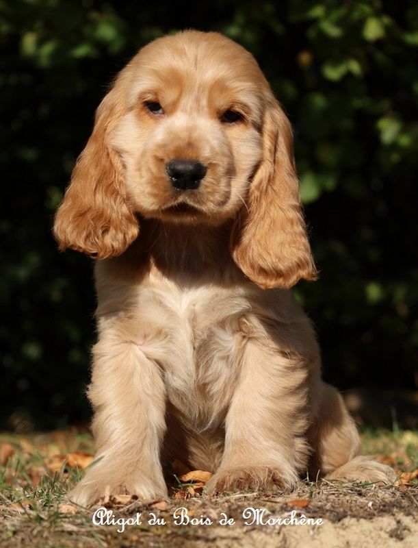 du bois de Morchène - Chiots disponibles - Cocker Spaniel Anglais