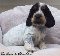 CHIOT