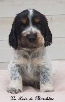 CHIOT