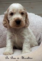 CHIOT