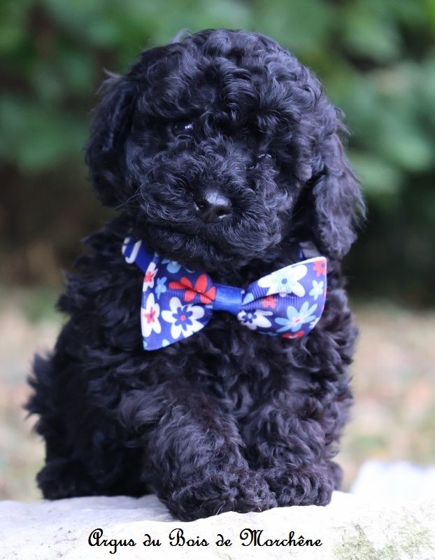 du bois de Morchène - Chiots disponibles - Caniche