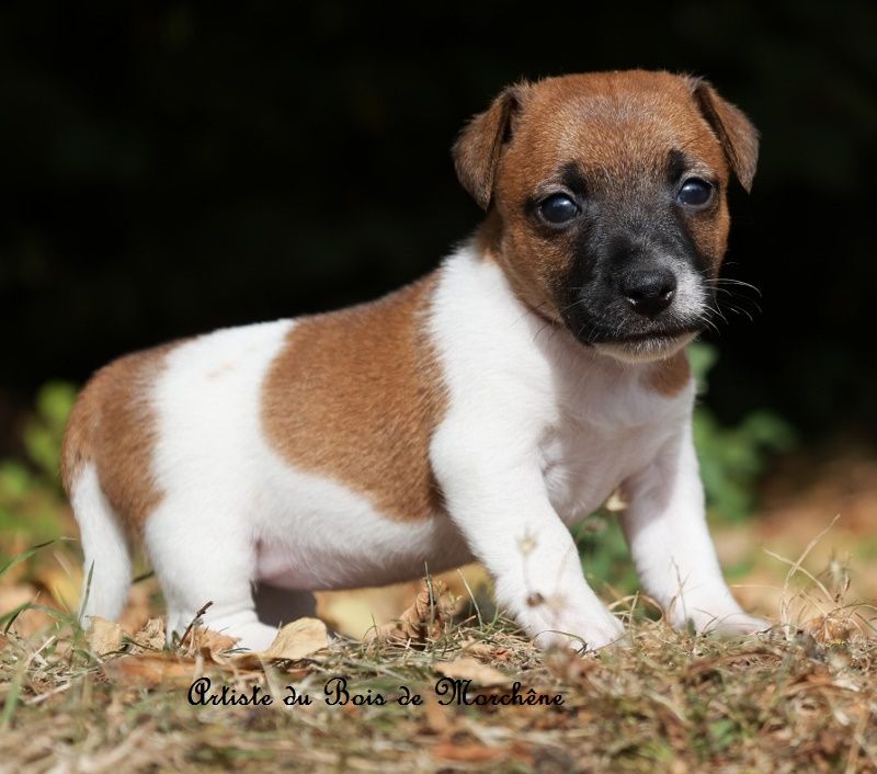 du bois de Morchène - Chiots disponibles - Jack Russell Terrier