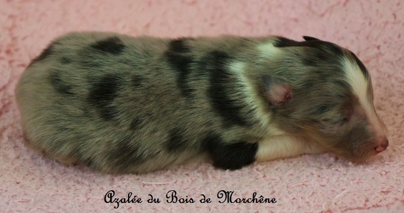 du bois de Morchène - Chiots disponibles - Shetland Sheepdog