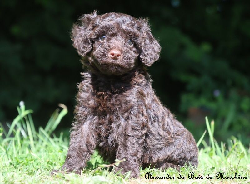 du bois de Morchène - Chiots disponibles - Caniche