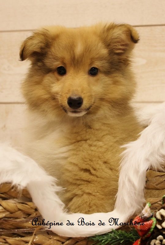 du bois de Morchène - Chiots disponibles - Shetland Sheepdog
