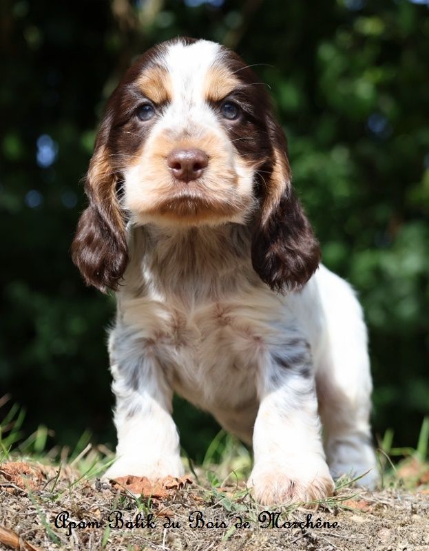du bois de Morchène - Chiots disponibles - Cocker Spaniel Anglais