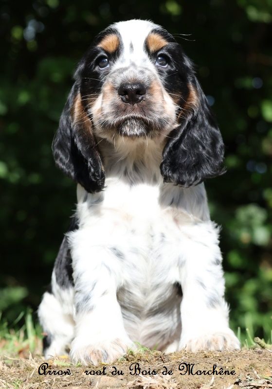 du bois de Morchène - Chiots disponibles - Cocker Spaniel Anglais