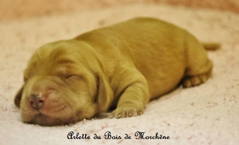 du bois de Morchène - Chiots disponibles - Cocker Spaniel Anglais