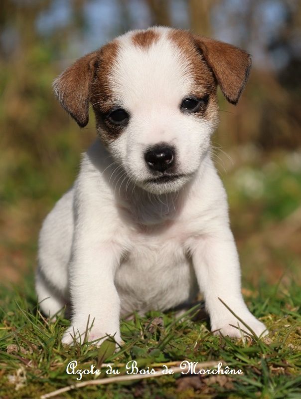 du bois de Morchène - Chiots disponibles - Jack Russell Terrier