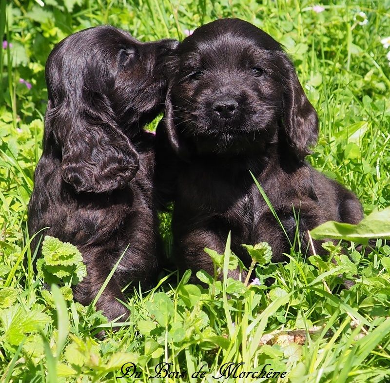 Chiot Cocker Spaniel Anglais Du Bois De Morchène