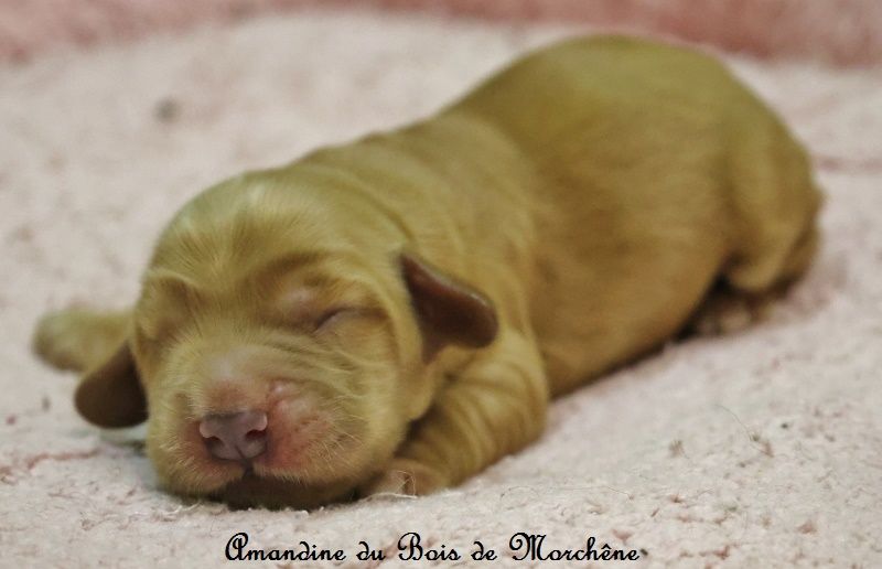 du bois de Morchène - Chiots disponibles - Cocker Spaniel Anglais
