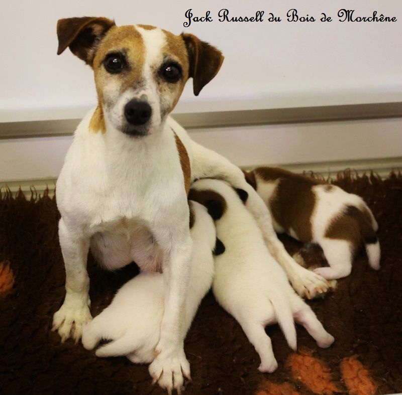 Chiot Jack Russell Terrier du bois de Morchène