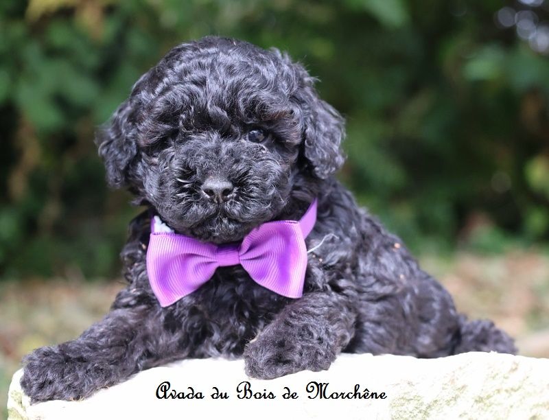 du bois de Morchène - Chiots disponibles - Caniche