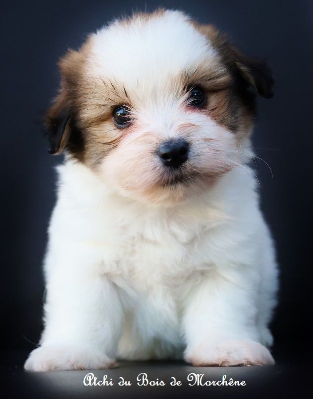 du bois de Morchène - Chiots disponibles - Coton de Tulear