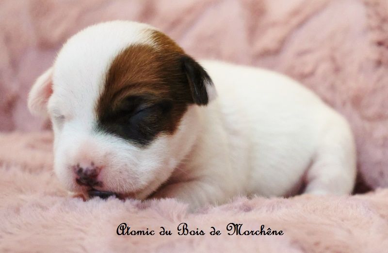 du bois de Morchène - Chiots disponibles - Jack Russell Terrier