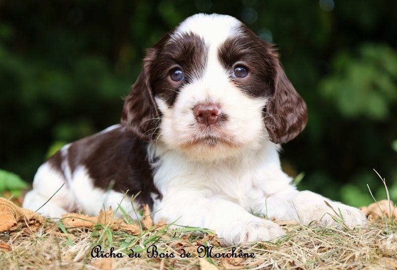 du bois de Morchène - Chiots disponibles - Cocker Spaniel Anglais