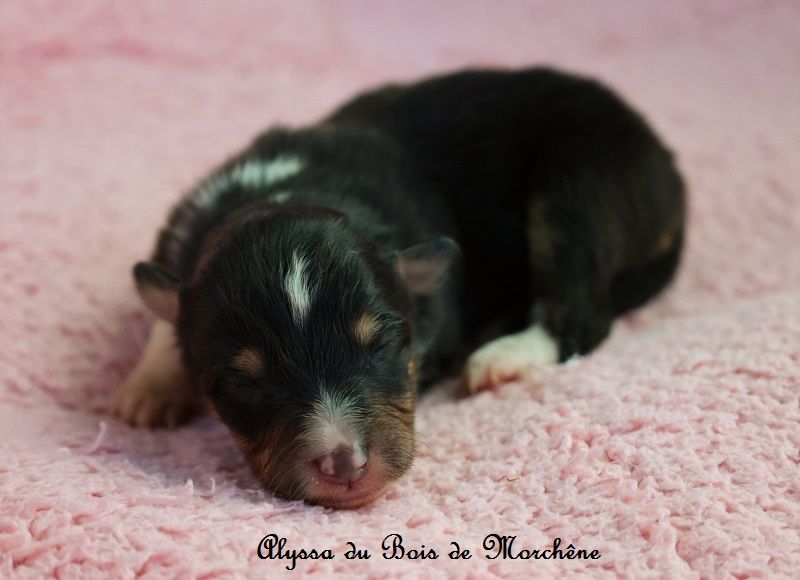 du bois de Morchène - Chiots disponibles - Shetland Sheepdog
