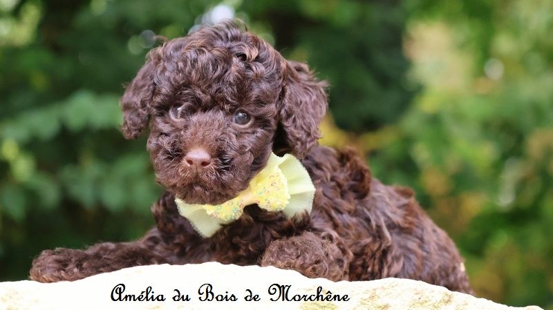 du bois de Morchène - Chiots disponibles - Caniche