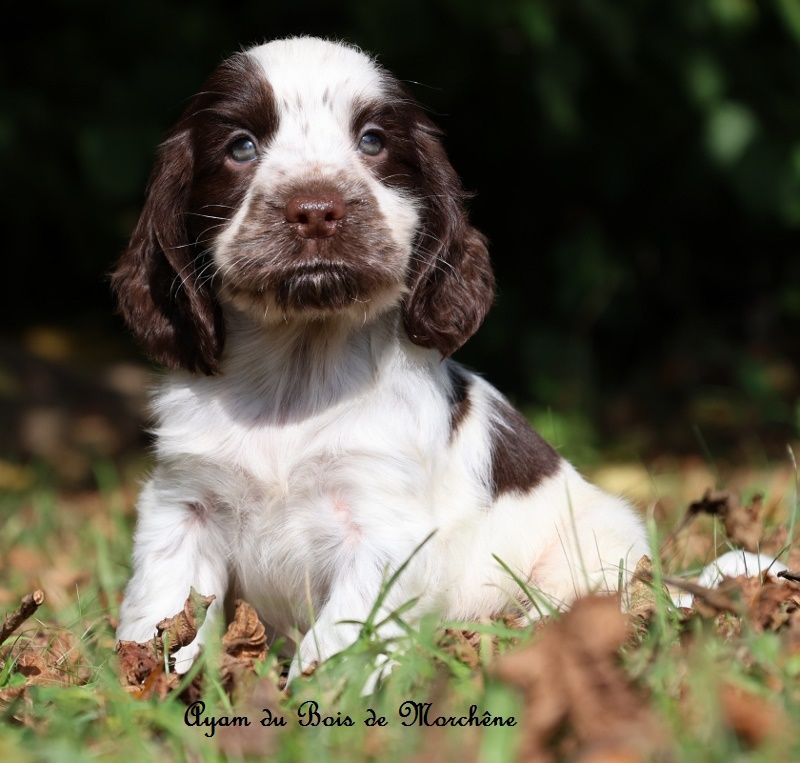 du bois de Morchène - Chiots disponibles - Cocker Spaniel Anglais