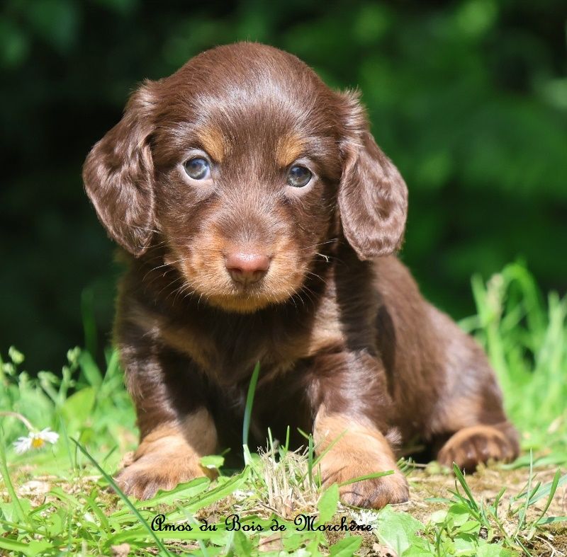du bois de Morchène - Chiots disponibles - Teckel poil long
