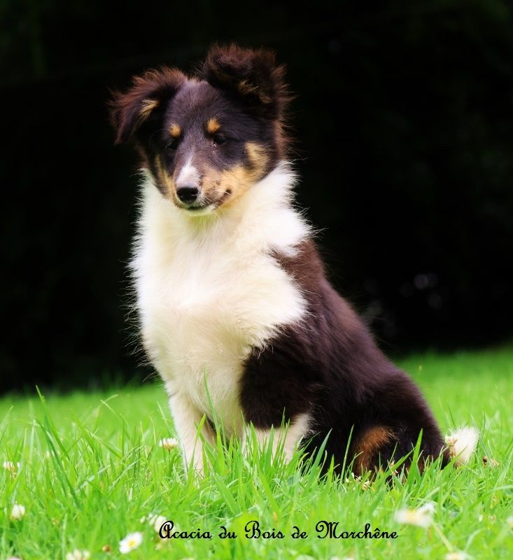 du bois de Morchène - Chiots disponibles - Shetland Sheepdog