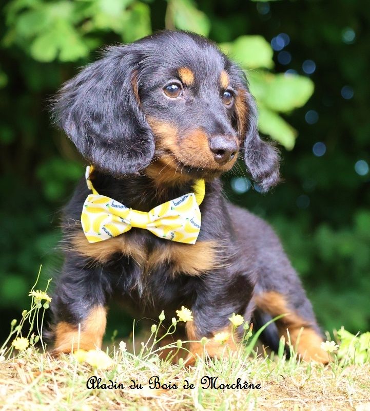 du bois de Morchène - Chiots disponibles - Teckel poil long
