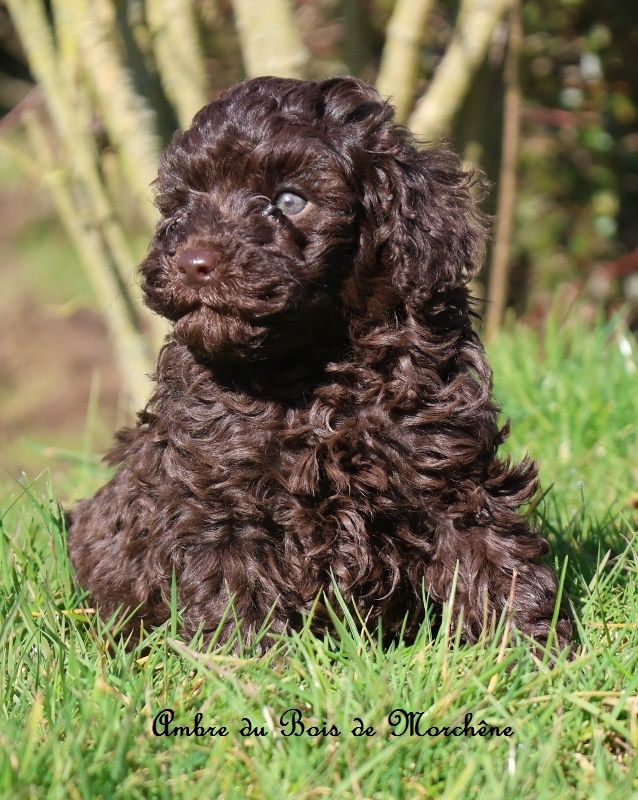 du bois de Morchène - Chiots disponibles - Caniche