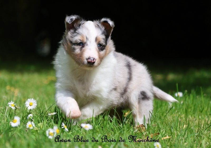 du bois de Morchène - Chiots disponibles - Shetland Sheepdog