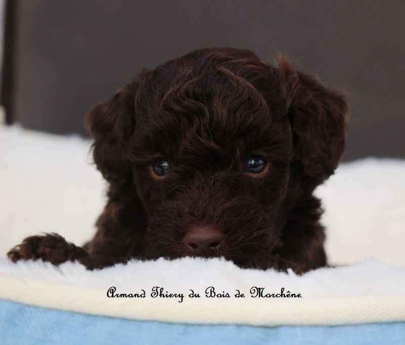 du bois de Morchène - Chiots disponibles - Caniche