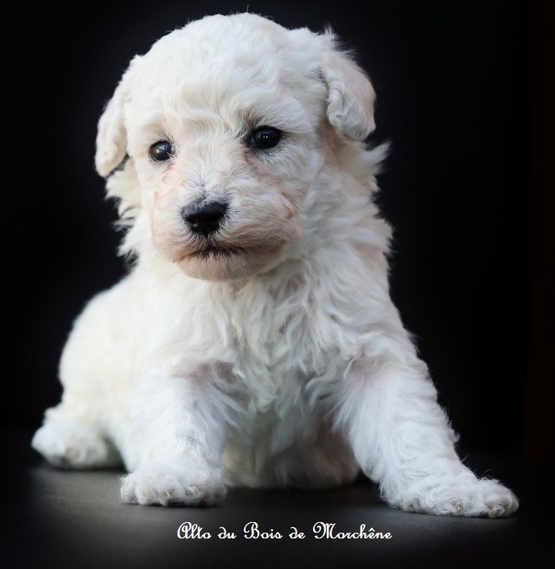 du bois de Morchène - Chiots disponibles - Caniche