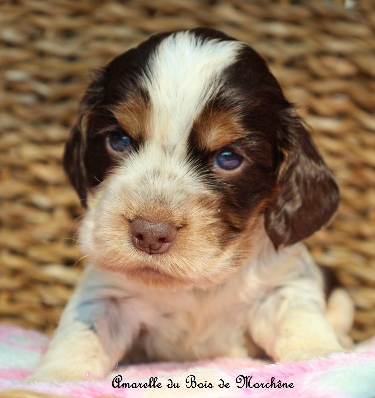 du bois de Morchène - Chiots disponibles - Cocker Spaniel Anglais