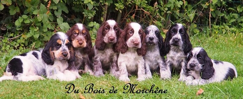 Chiot Cocker Spaniel Anglais du bois de Morchène