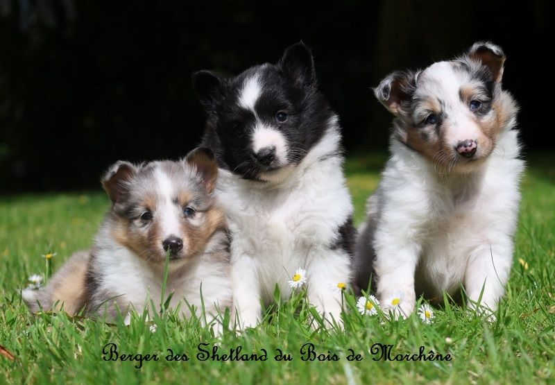 du bois de Morchène - Shetland Sheepdog - Portée née le 18/04/2025