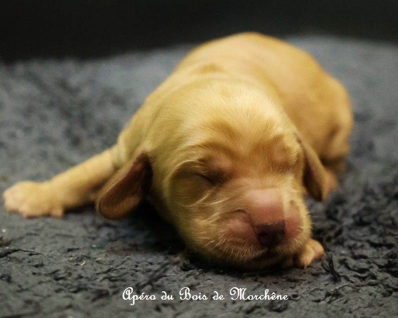 du bois de Morchène - Chiots disponibles - Cocker Spaniel Anglais