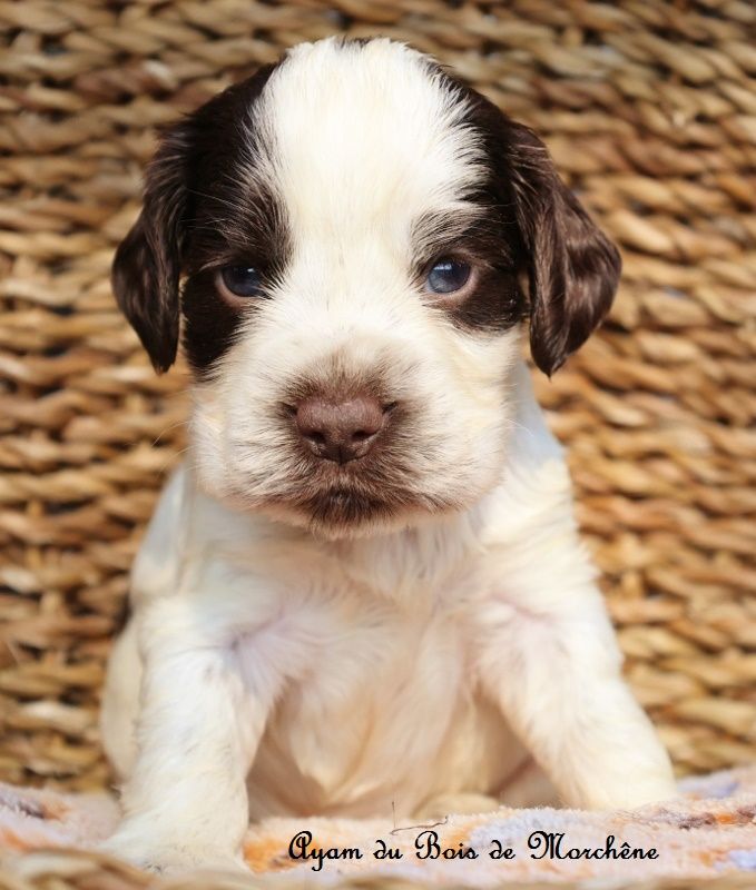 du bois de Morchène - Chiots disponibles - Cocker Spaniel Anglais