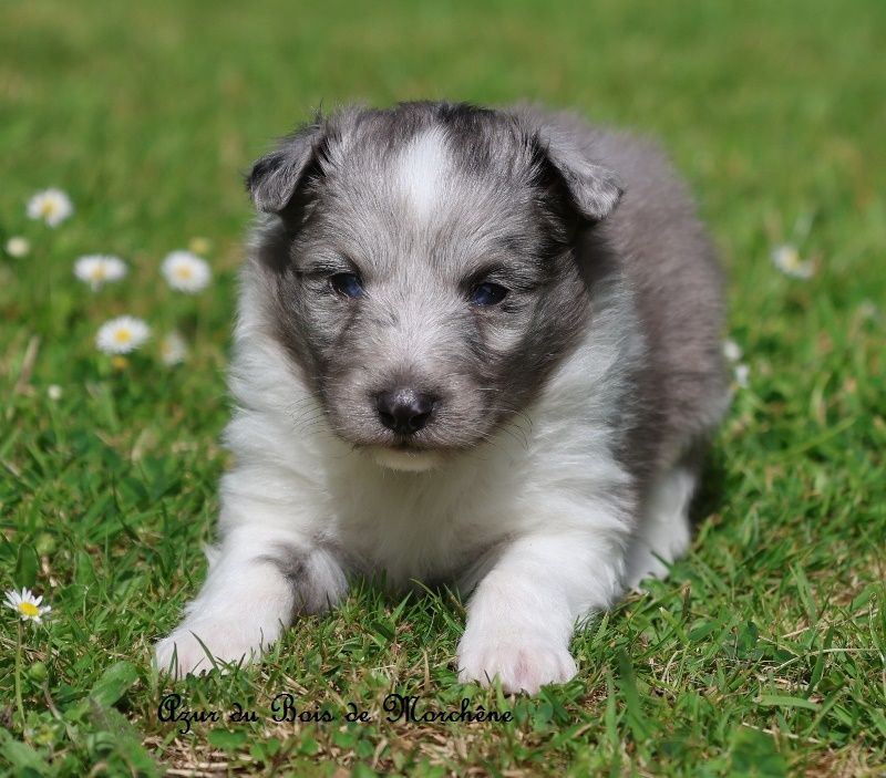 du bois de Morchène - Chiots disponibles - Shetland Sheepdog
