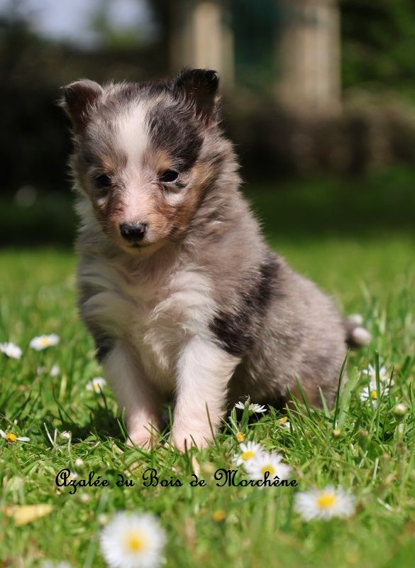 du bois de Morchène - Chiots disponibles - Shetland Sheepdog