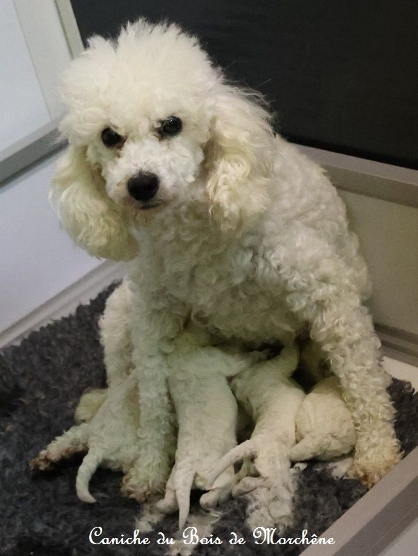 Chiot Caniche du bois de Morchène
