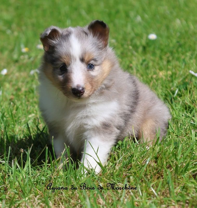 du bois de Morchène - Chiots disponibles - Shetland Sheepdog