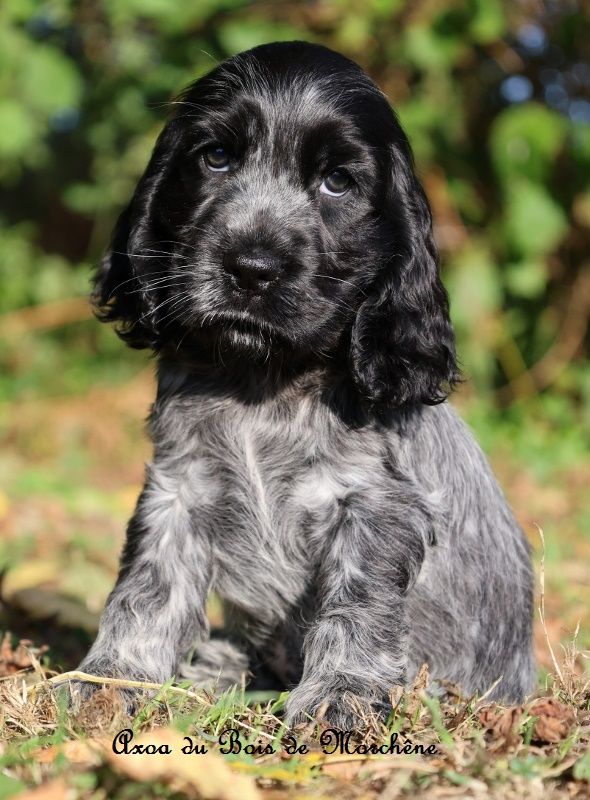 du bois de Morchène - Chiots disponibles - Cocker Spaniel Anglais