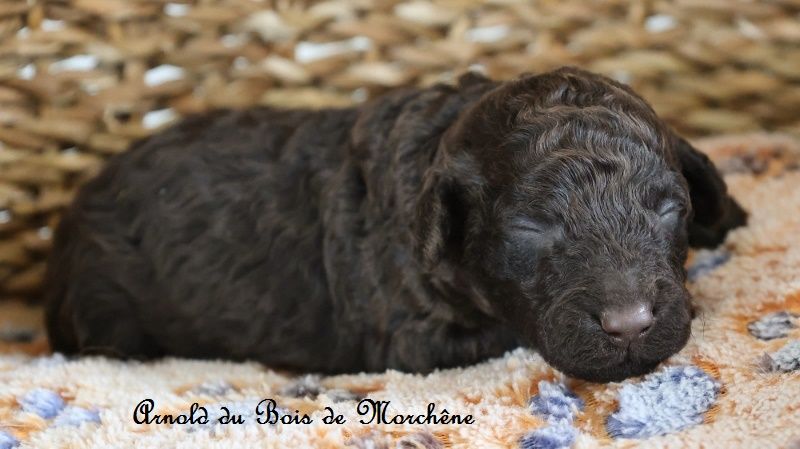 du bois de Morchène - Chiots disponibles - Caniche